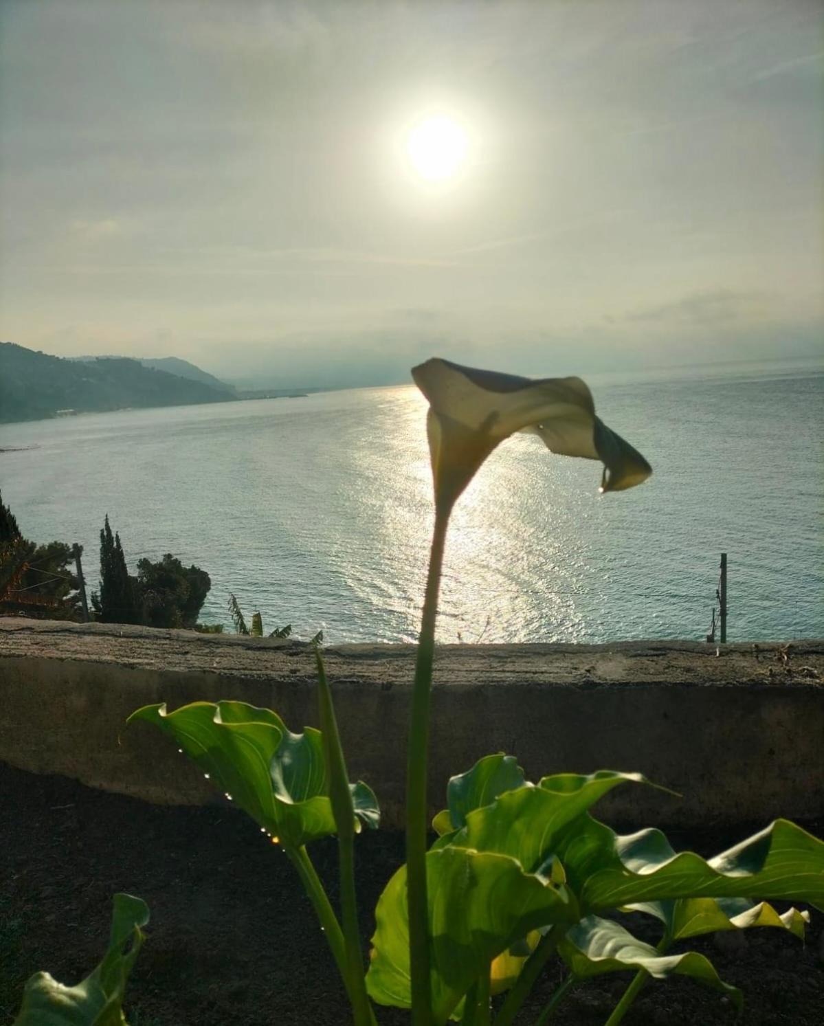 Un Mare Di Fiori *