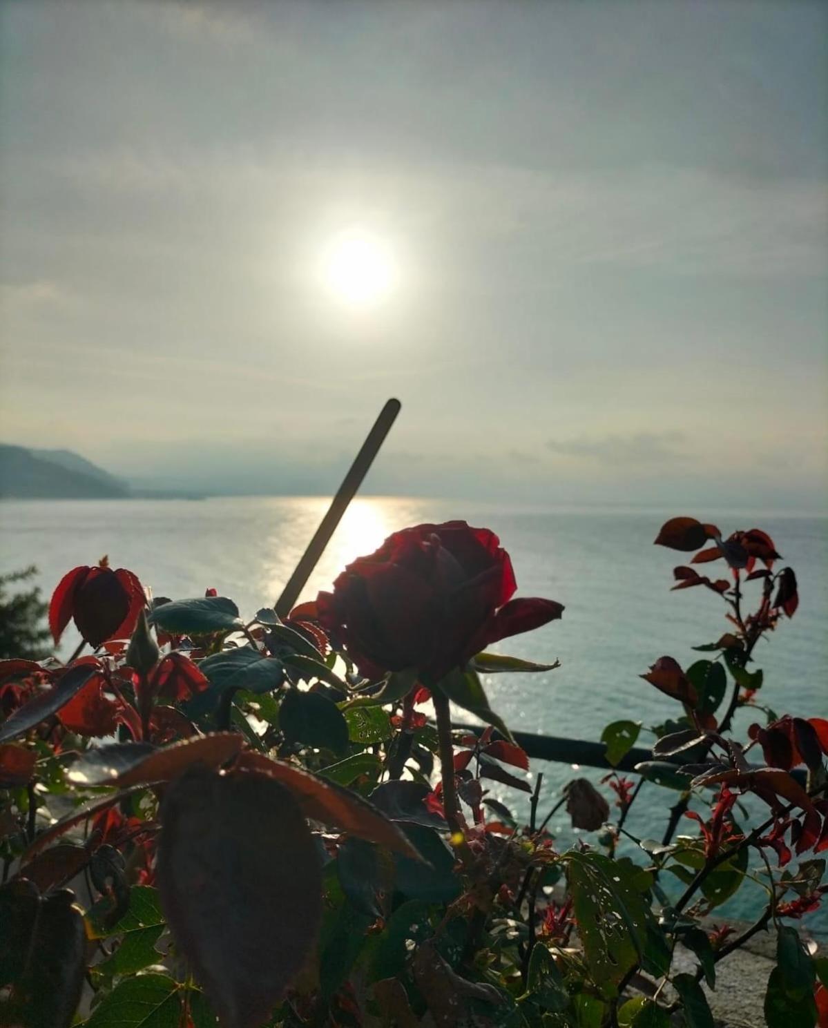 Un Mare Di Fiori Ventimiglia