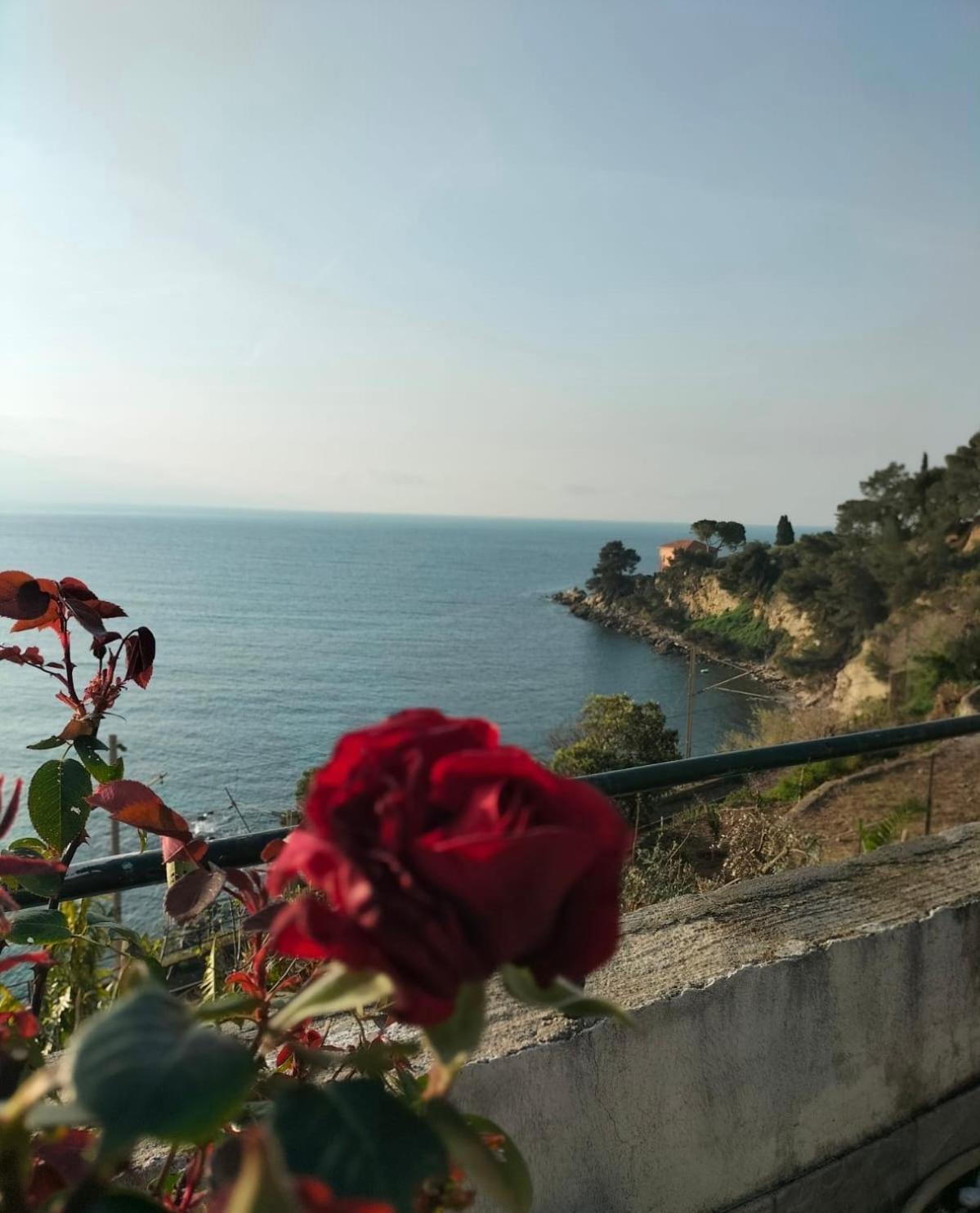 Un Mare Di Fiori