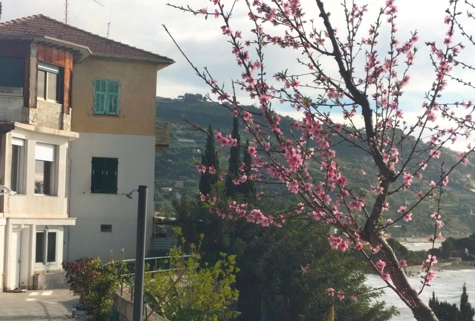 Un Mare Di Fiori Apartamento